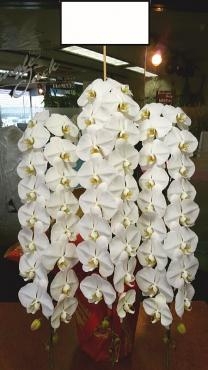 創立記念祝の胡蝶蘭を東京都港区に配達