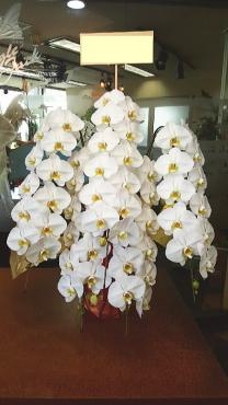東京都港区に移転祝いの胡蝶蘭を贈るなら知っておきたいマナーや相場|「ジャングルジャック」　（東京都港区の花屋）のブログ