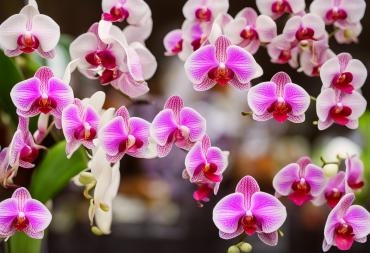 東京都港区へ胡蝶蘭を贈るときに役立つ最新情報【まとめ】|「ジャングルジャック」　（東京都港区の花屋）のブログ