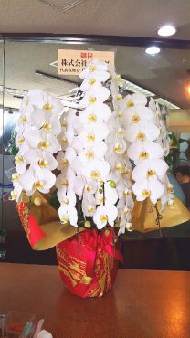 竣工式におすすめの胡蝶蘭と選び方|「ジャングルジャック」　（東京都港区の花屋）のブログ